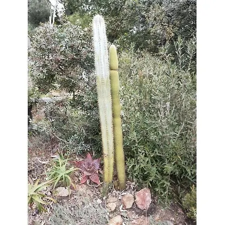 ヴィラ 4 Bedroom ラ・クロワ・ヴァルメ